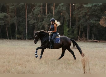 Cheval de sport allemand, Hongre, 4 Ans, 165 cm, Bai brun