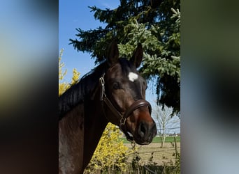 Cheval de sport allemand, Hongre, 4 Ans, 165 cm, Bai brun foncé