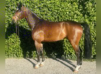 Cheval de sport allemand, Hongre, 4 Ans, 165 cm, Bai
