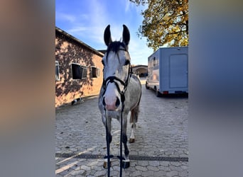 Cheval de sport allemand, Hongre, 4 Ans, 165 cm, Gris