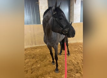 Cheval de sport allemand, Hongre, 4 Ans, 165 cm, Gris noir