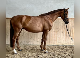 Cheval de sport allemand, Hongre, 4 Ans, 166 cm, Alezan