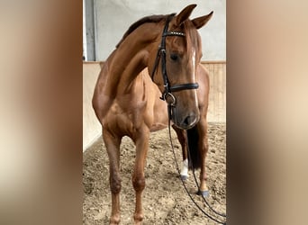 Cheval de sport allemand, Hongre, 4 Ans, 166 cm, Alezan