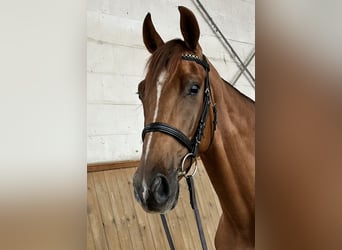 Cheval de sport allemand, Hongre, 4 Ans, 166 cm, Alezan
