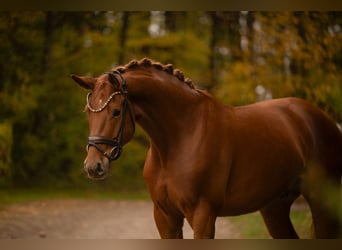Cheval de sport allemand, Hongre, 4 Ans, 166 cm, Alezan