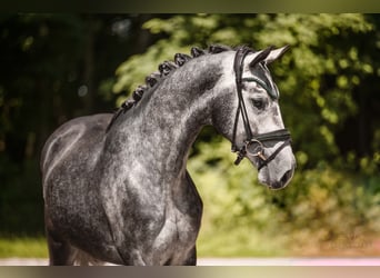 Cheval de sport allemand, Hongre, 4 Ans, 166 cm, Gris
