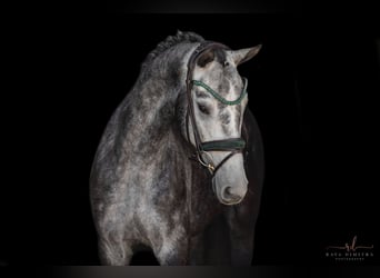 Cheval de sport allemand, Hongre, 4 Ans, 166 cm, Gris