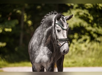 Cheval de sport allemand, Hongre, 4 Ans, 166 cm, Gris