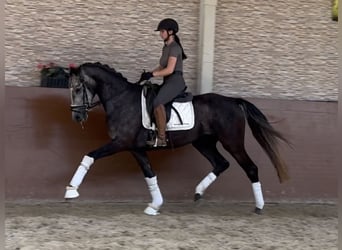 Cheval de sport allemand, Hongre, 4 Ans, 166 cm, Gris