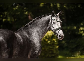 Cheval de sport allemand, Hongre, 4 Ans, 166 cm, Gris