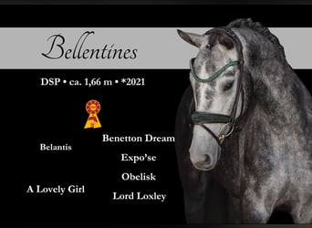 Cheval de sport allemand, Hongre, 4 Ans, 166 cm, Gris