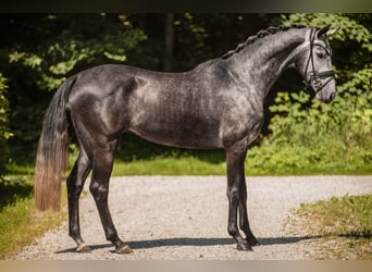 Cheval de sport allemand, Hongre, 4 Ans, 166 cm, Gris