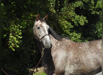 Cheval de sport allemand, Hongre, 4 Ans, 166 cm, Gris