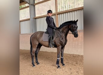 Cheval de sport allemand, Hongre, 4 Ans, 166 cm, Noir