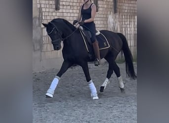 Cheval de sport allemand, Hongre, 4 Ans, 166 cm, Noir