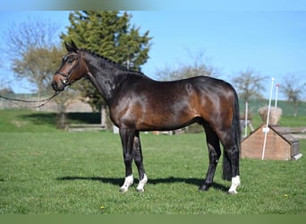 Cheval de sport allemand, Hongre, 4 Ans, 167 cm, Bai