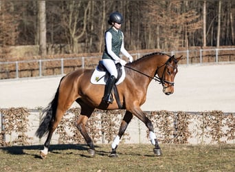 Cheval de sport allemand, Hongre, 4 Ans, 167 cm, Bai