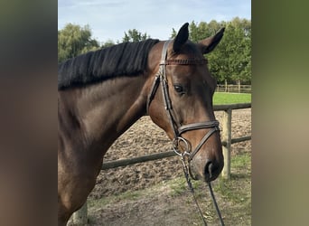 Cheval de sport allemand, Hongre, 4 Ans, 167 cm, Bai