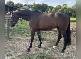 Cheval de sport allemand, Hongre, 4 Ans, 167 cm, Bai