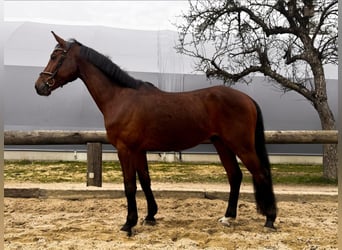 Cheval de sport allemand, Hongre, 4 Ans, 167 cm, Bai