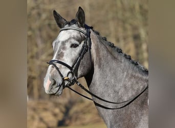 Cheval de sport allemand, Hongre, 4 Ans, 167 cm, Gris