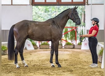 Cheval de sport allemand, Hongre, 4 Ans, 167 cm, Noir
