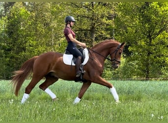Cheval de sport allemand, Hongre, 4 Ans, 168 cm, Alezan