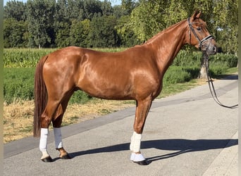 Cheval de sport allemand, Hongre, 4 Ans, 168 cm, Alezan