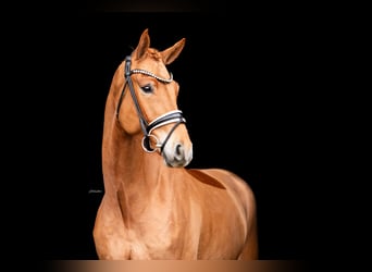 Cheval de sport allemand, Hongre, 4 Ans, 168 cm, Alezan