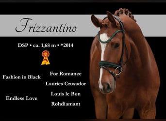 Cheval de sport allemand, Hongre, 4 Ans, 168 cm, Alezan
