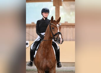 Cheval de sport allemand, Hongre, 4 Ans, 168 cm, Alezan