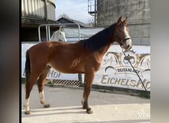 Cheval de sport allemand, Hongre, 4 Ans, 168 cm, Alezan