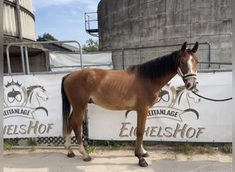 Cheval de sport allemand, Hongre, 4 Ans, 168 cm, Alezan
