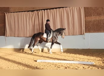 Cheval de sport allemand, Hongre, 4 Ans, 168 cm, Bai brun