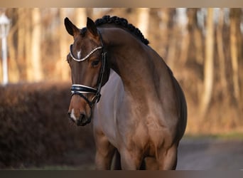 Cheval de sport allemand, Hongre, 4 Ans, 168 cm, Bai brun