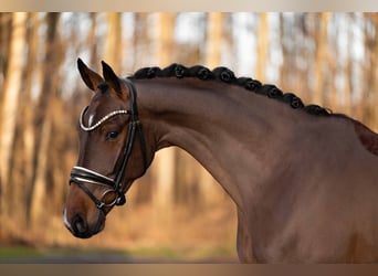 Cheval de sport allemand, Hongre, 4 Ans, 168 cm, Bai brun