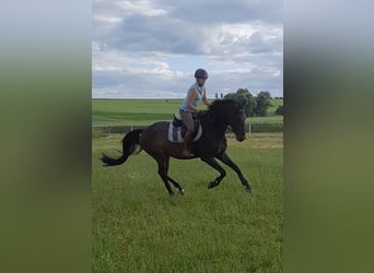 Cheval de sport allemand, Hongre, 4 Ans, 168 cm, Bai brun