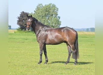 Cheval de sport allemand, Hongre, 4 Ans, 168 cm, Bai