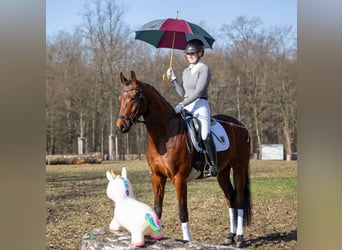 Cheval de sport allemand, Hongre, 4 Ans, 168 cm, Bai