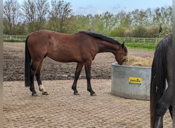 Cheval de sport allemand, Hongre, 4 Ans, 168 cm, Bai