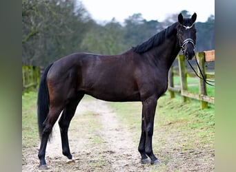 Cheval de sport allemand, Hongre, 4 Ans, 168 cm, Noir