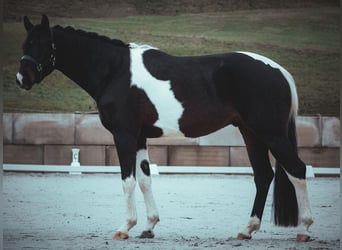 Cheval de sport allemand, Hongre, 4 Ans, 168 cm, Pinto