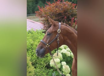 Cheval de sport allemand, Hongre, 4 Ans, 169 cm, Alezan