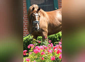 Cheval de sport allemand, Hongre, 4 Ans, 169 cm, Alezan