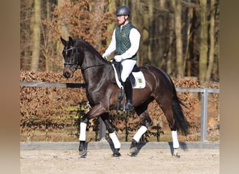 Cheval de sport allemand, Hongre, 4 Ans, 169 cm, Bai brun