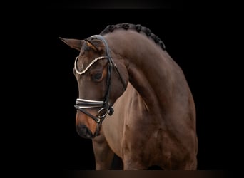 Cheval de sport allemand, Hongre, 4 Ans, 169 cm, Bai