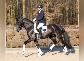 Cheval de sport allemand, Hongre, 4 Ans, 169 cm, Noir