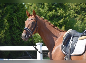 Cheval de sport allemand, Hongre, 4 Ans, 170 cm, Alezan