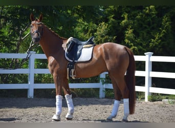 Cheval de sport allemand, Hongre, 4 Ans, 170 cm, Alezan