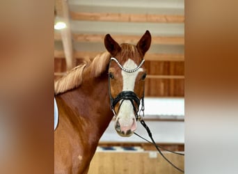 Cheval de sport allemand, Hongre, 4 Ans, 170 cm, Alezan